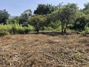 Terreno campestre campestre en venta en Yautepec Morelos.